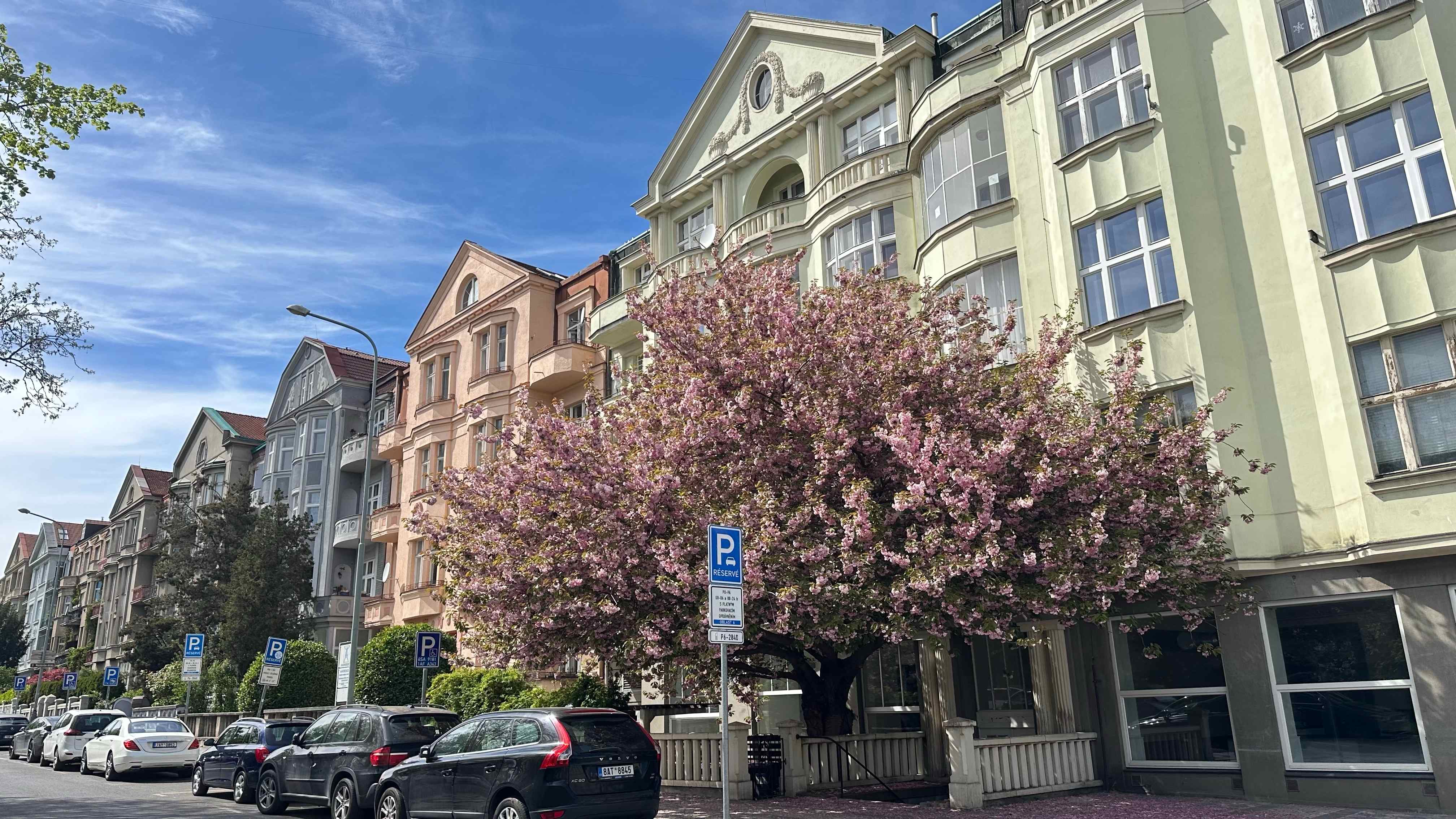 Blossom Season